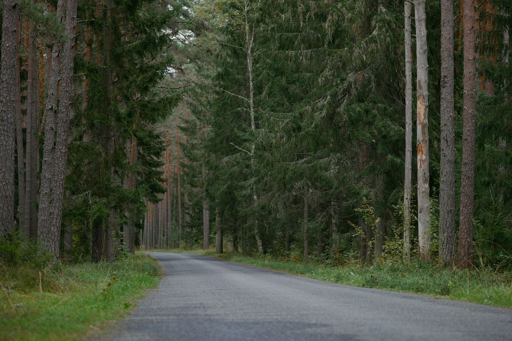 Forest road through Lahemaa National Park in Estonia